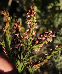 Struthiola salteri