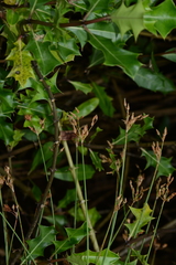 Schoenoplectus subulatus