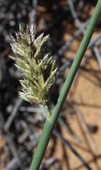 Cladoraphis cyperoides