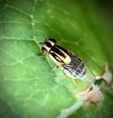 Thaumatomyia glabra