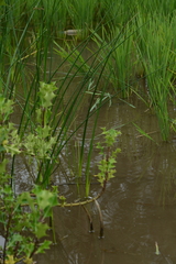 Schoenoplectus subulatus