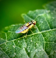 Thaumatomyia glabra