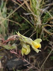 Linaria buriatica