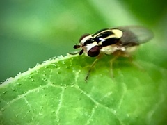 Thaumatomyia glabra