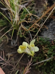 Linaria buriatica