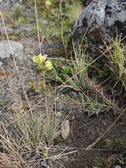 Linaria buriatica