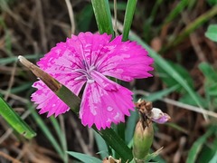 Dianthus caucaseus