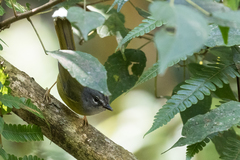 Myiothlypis conspicillata