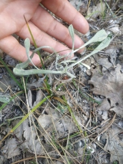 Helichrysum arenarium