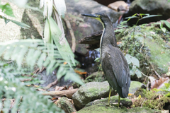 Tigrisoma fasciatum