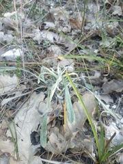 Helichrysum arenarium