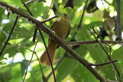 Anabacerthia striaticollis
