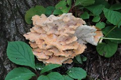 Laetiporus cremeiporus
