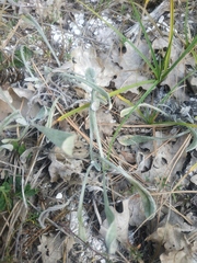 Helichrysum arenarium