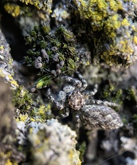 Platycryptus undatus