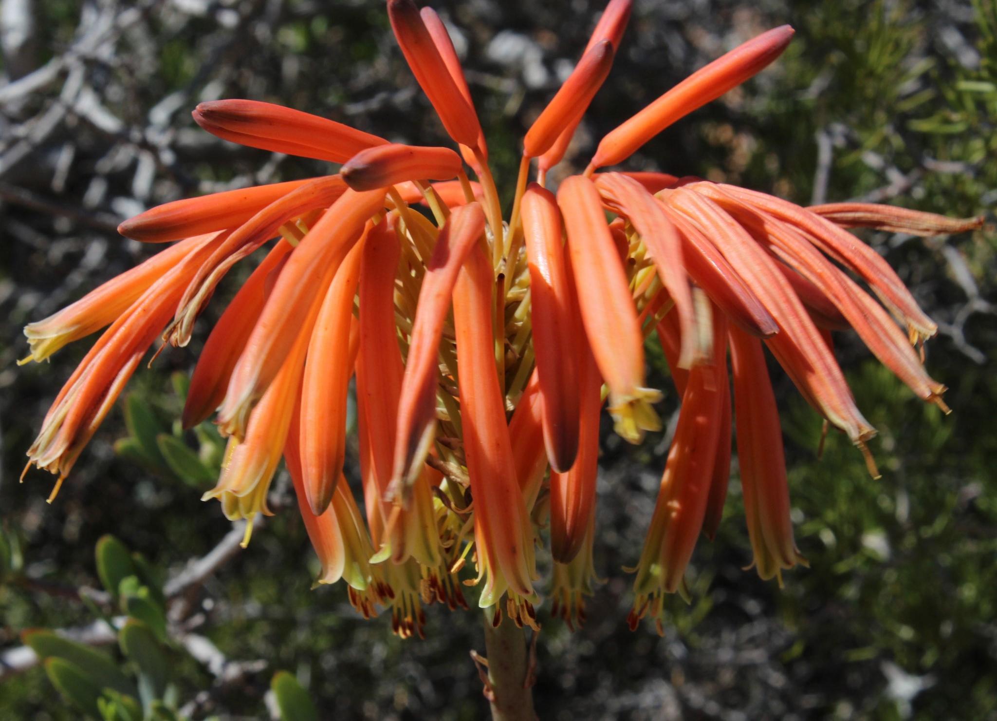 Beach Aloe (Aloe arenicola)  iNaturalist