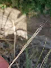 Stipa glareosa