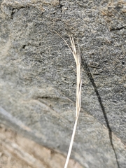 Stipa glareosa