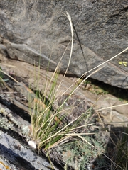 Stipa glareosa