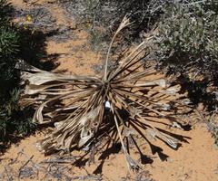 Brunsvigia bosmaniae