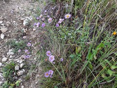 Aster amellus bessarabicus