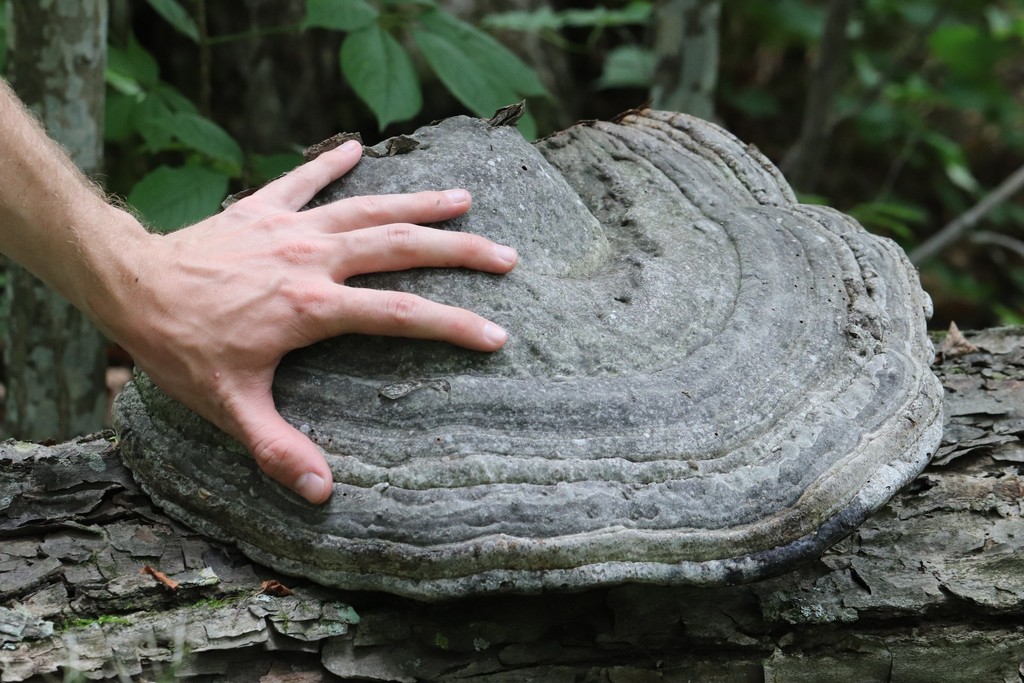 Fomes fomentarius · August 2021 · photo: © ninacourlee (iNaturalist, cc-by)