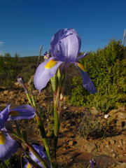 Moraea polystachya