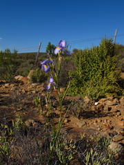 Moraea polystachya