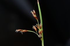 Schoenoplectus subulatus