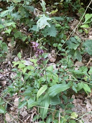 Epipactis atrorubens