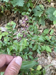 Epipactis atrorubens
