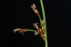 Schoenoplectus subulatus