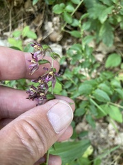 Epipactis atrorubens
