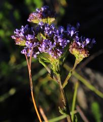 Pseudoselago ascendens