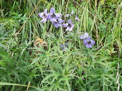 Delphinium crispulum