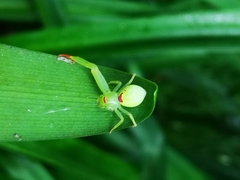 Misumena spinifera