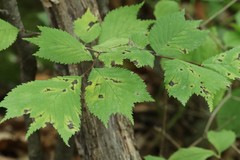 Ulmus laciniata