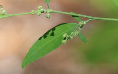 Chenopodium standleyanum
