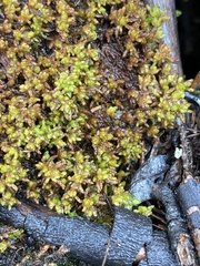 Sphagnum pylaesii
