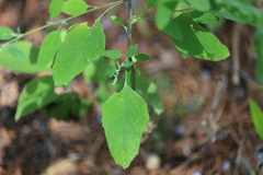 Chenopodium standleyanum