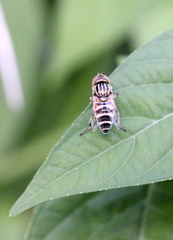 Eristalinus megacephalus