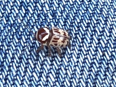 Cryptocephalus cribripennis