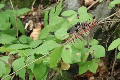 Actaea spicata acuminata