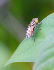 Eristalinus megacephalus