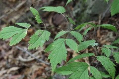 Actaea spicata acuminata