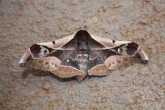 Holocerina smilax