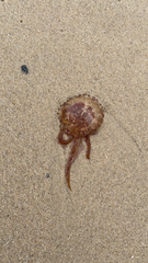 Pelagia noctiluca