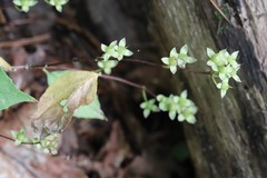 Philadelphus tenuifolius