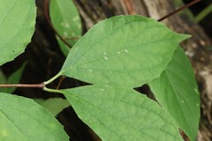 Philadelphus tenuifolius