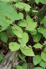 Philadelphus tenuifolius